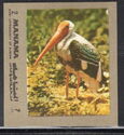 Painted Stork (Mycteria leucocephala)