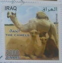 Camels