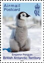 Emperor Penguin Chick