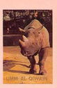 White Rhinoceros (Ceratotherium simum)