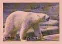 Polar Bear (Ursus maritimus)