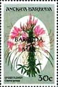 Spider Flower - Overprinted