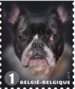 French Bulldog (Canis lupus familiaris)