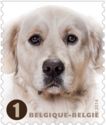 Golden Retriever (Canis lupus familiaris)