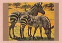 Zebra (Equus sp.)