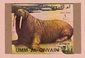 Walrus (Odobenus rosmarus)