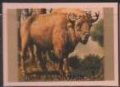 European Bison (Bos bonasus)
