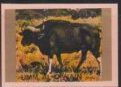 Gaur (Bos gaurus)
