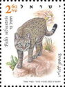 Wildcat (Felis sylvestris lybica)