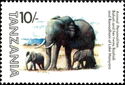 African Elephant (Loxodonta africana), Bahati, Tashidi und R