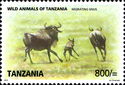 Serengeti White-bearded Wildebeest (Connochaetes mearnsi)