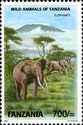 African Elephant (Loxodonta africana)