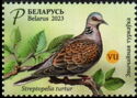 European Turtle Dove (Streptopelia turtur)