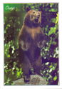 Pyrenees : the Bear