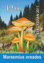 Mushrooms - Marasmius oreades