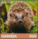 Four-toed Hedgehog (Atelerix albiventris)