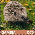 Four-toed Hedgehog (Atelerix albiventris)