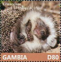 Four-toed Hedgehog (Atelerix albiventris)