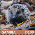 Four-toed Hedgehog (Atelerix albiventris)