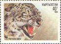 Snow Leopard (Panthera uncia) Head