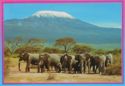 Elephants Herd and Mount Kilimanjaro