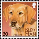Labrador Retriever (Canis lupus familiaris)