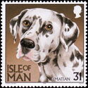 Dalmatian (Canis lupus familiaris)