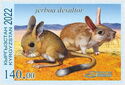 Severtzov’s jerboa (Allactaga severtzovi)