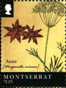 Anise (Pimpinella anisum)