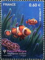 Clown Anemonefish (Amphiprion ocellaris)