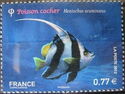 Pennant Coralfish (Heniochus acuminatus)