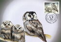 Boreal Owl (Aegolius funereus)