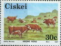 Nkone Herd