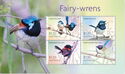 Fairy-Wrens