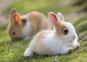 Rabbits