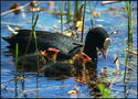 Eurasian coot with young birds