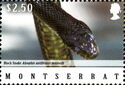 Black Snake (Alsophis antillensis manselli)