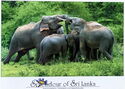 Kaudulla National Park. Herd of Elephants