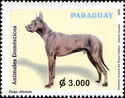 Great Dane (Canis lupus familiaris)
