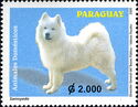 Samoyed Dog (Canis lupus familiaris)