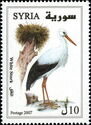 White Stork (Ciconia ciconia)
