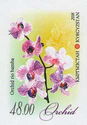 Orchid Rio bamba
