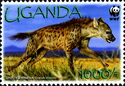 Spotted Hyena (Crocuta crocuta)