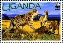 Spotted Hyena (Crocuta crocuta)