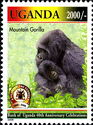 Mountain Gorilla (Gorilla beringei beringei)