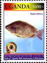 Nile Tilapia (Tilapia nilotica)