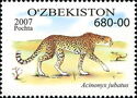 Cheetah (Acinonyx jubatus)