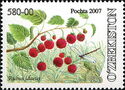 Raspberry (Rubus idaeus)