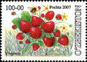 Strawberry (Fragaria)