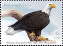 Bald Eagle (Haliaeetus leucocephalus)